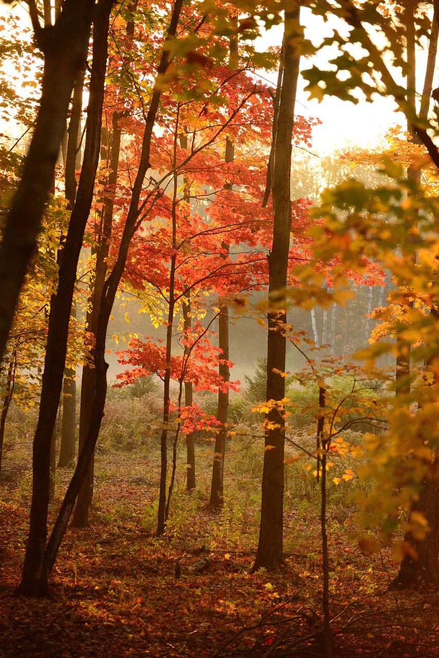 trees, forest, woods, trail, path, fall season, autumn season, nature, fallen leaves, canada, scenery, orange leaves, autumn, trees, trees, trees, trees, trees, forest, forest, canada, canada, canada, scenery, scenery, autumn, autumn